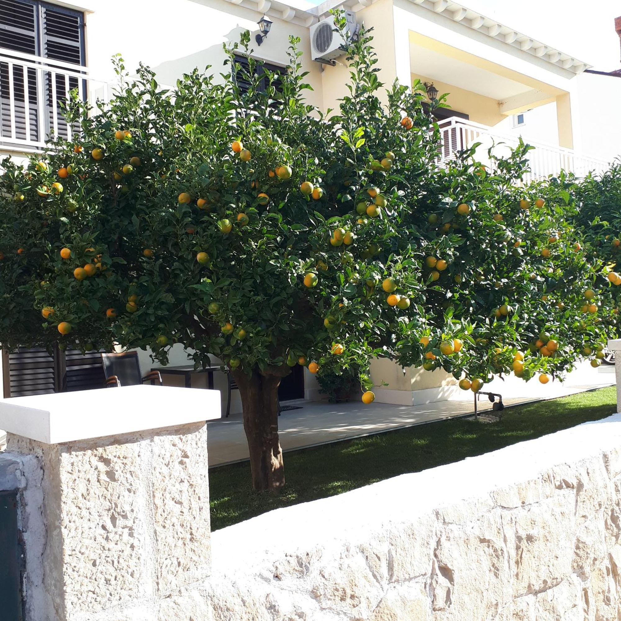 Antares Apartments Cavtat Exterior photo